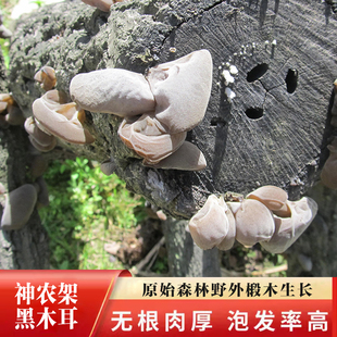 神农架黑木耳干货房县黑木耳农家自产深山椴树耳子干货250g包邮