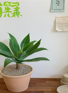 狐尾翡翠盘 初绿Agave attenuata龙舌兰 刺多肉植物庭院造景盆栽