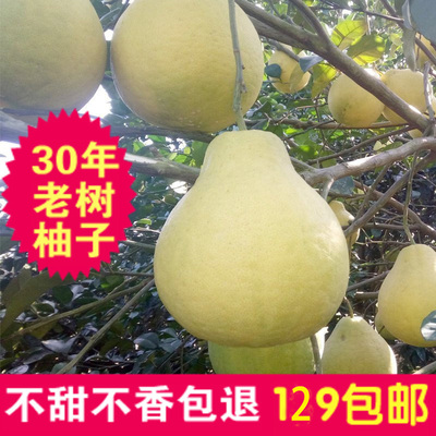 香柚柚子正宗沙田柚梅州