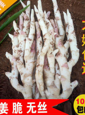嫩姜子姜新鲜10斤生姜湖南特产香姜红芽姜醋泡姜腌制子姜现挖带泥