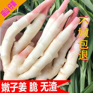 仔姜新鲜嫩姜5斤包邮生姜湖南江永香姜食用子姜醋泡炒菜现挖现发