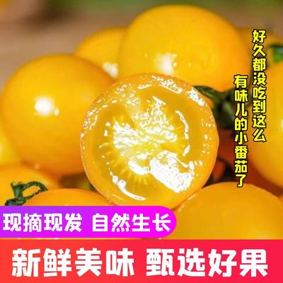 新鲜黄色小番茄自然生长现摘现发新鲜美味甄选好果清甜可口