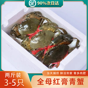 三门野 生特大全母红膏鲜活青蟹蟹海鲜膏蟹螃蟹红鲟黄油野生蝤蠓