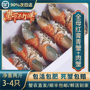 三门野 生鲜活特大青蟹海鲜野生膏蟹全母红膏蟹螃蟹黄油肉蟹红鲟