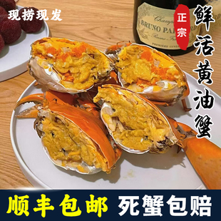 鲜活黄油蟹正宗膏蟹黄油母蟹野生青蟹特大超大螃蟹海鲜水产3到8两