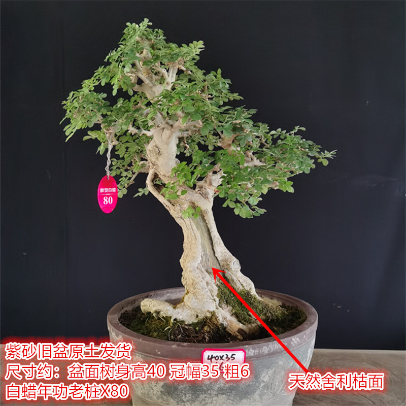 湖北京山对节白蜡一物一拍年功老桩阳台庭院盆景耐寒盆栽耐热古桩