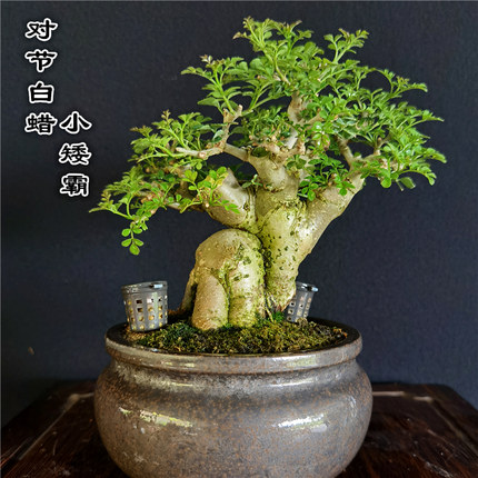 对节白蜡矮霸盆栽一物一拍迷你小老桩盆景室内外窗台阳台禅意绿植