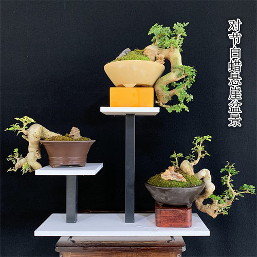 对节白蜡悬崖盆景坨坨弯素材过桥丛林临水耐寒抗冻绿植邻水盆栽