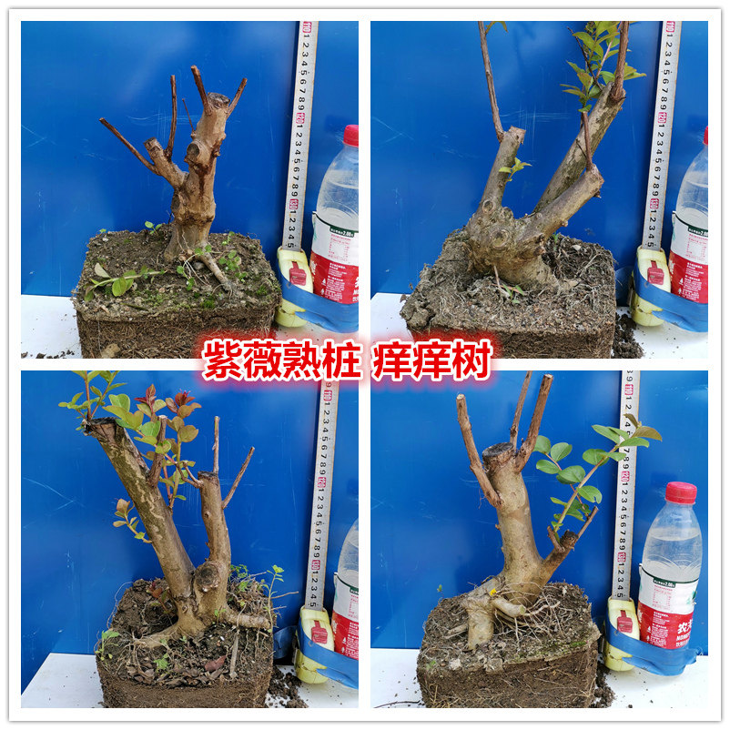 紫薇花痒痒树桩紫薇盆景开花大红紫薇百日红火箭美国三红紫薇阳台在类目 鲜花速递/花卉仿真/绿植园艺, 花卉/绿植盆栽（新）, 绿植中 - 来自Buy2taobao.com提供专业的淘宝代购服务