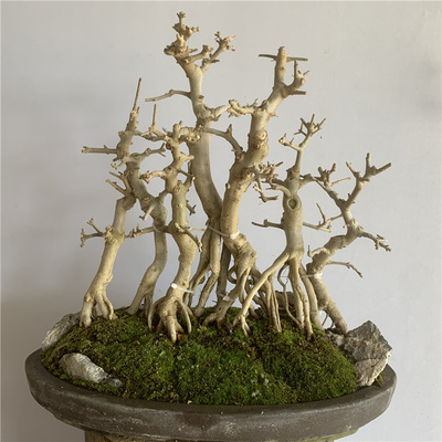 对节白蜡丛林盆景中小微型树苗掌中宝组合盆栽制作丛林窗台阳台