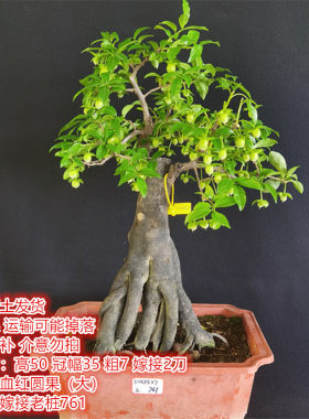 一物一拍金弹子品种挂果母桩血红果黑塔子花生葫芦瓶兰花阳台老桩