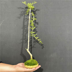 对节白蜡文人盆景桩对接白蜡易活室内外阳台耐寒耐热素材盆栽