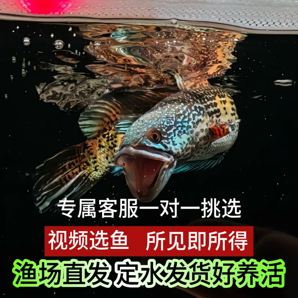 血斑一型雷龙鱼黄金眼睛雷龙奶茶蓝宝石鬼王幻红幻蓝凶猛好养活