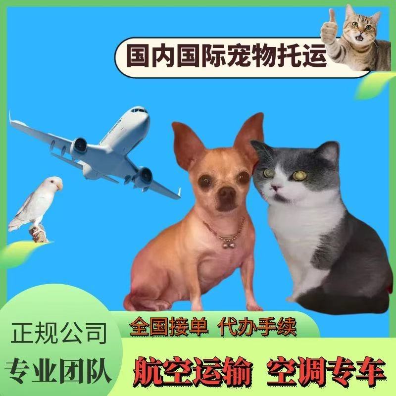 宠物托运国内国际代办手续