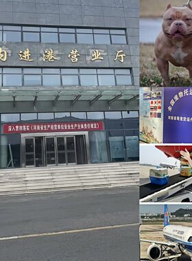 宠物运输全国上门接送价格便宜
