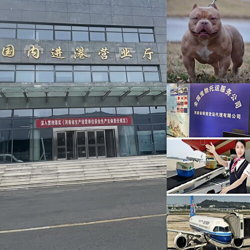 宠物运输全国上门接送价格便宜