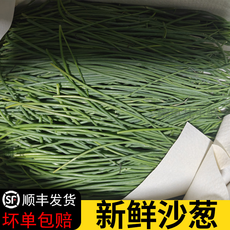 新鲜沙葱甘肃武威特产沙葱沙漠野葱新鲜小沙葱饭店餐饮顺丰发货