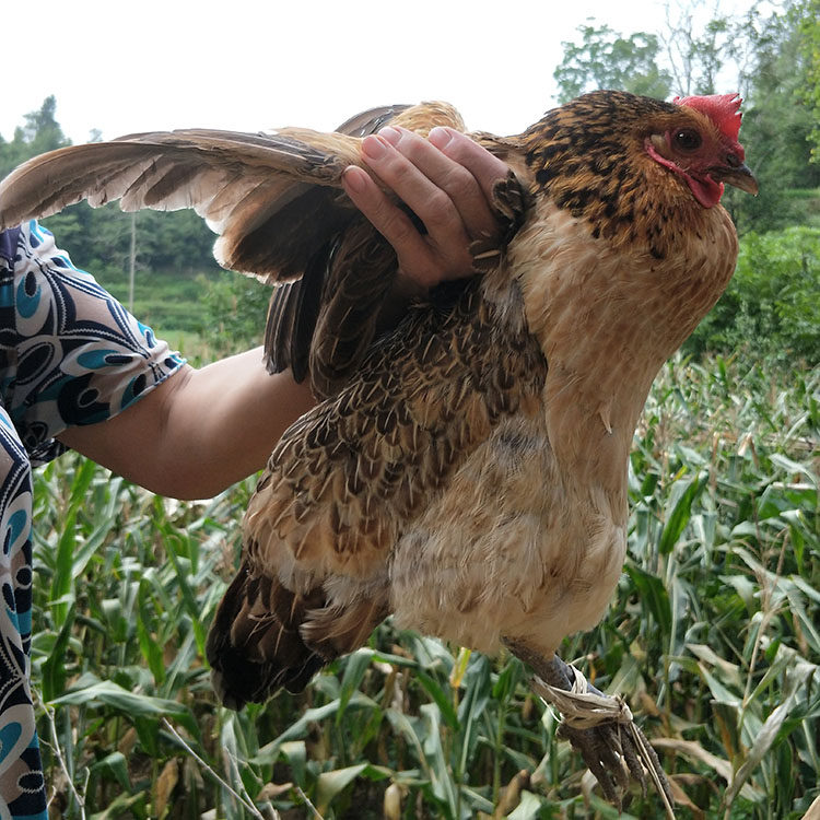 贵州正宗老品种土鸡农家散养母鸡自由觅食月子鸡一年半跑山鸡包邮