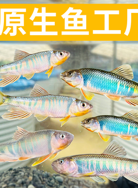 原生鱼类高长鳍鱲溪石斑宽鳍鱲马口鱼类高冷水鱼溪流缸观赏鱼好养