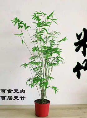 水培米竹盆栽造景小型竹子苗凤尾竹室内绿植观赏竹子庭院盆景植物