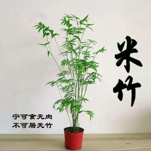 水培米竹盆栽造景小型竹子苗凤尾竹室内绿植观赏竹子庭院盆景植物