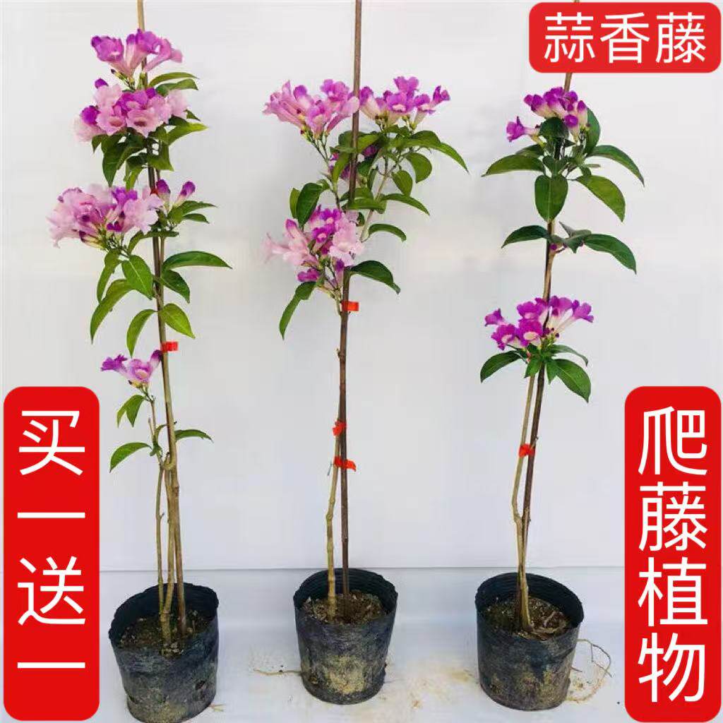 蒜香藤爬藤植物花苗盆栽浓香型四