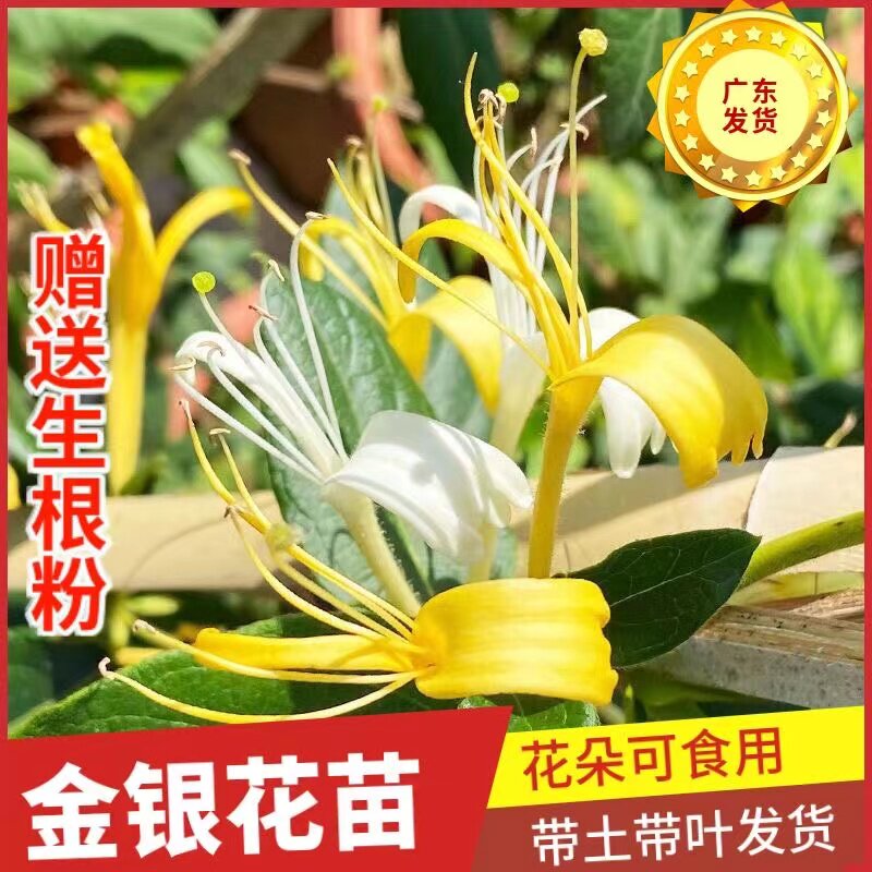 金银花苗爬藤植物可食用药用盆栽四季开花耐寒花卉黄白金银花树苗
