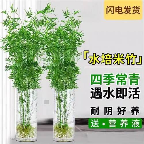 水培米竹室内阳台绿植办公桌面四季常青观音竹富贵竹水养懒人植物