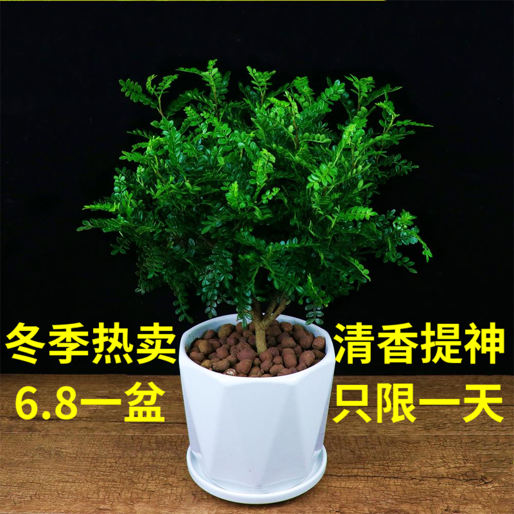 室内盆栽木本植物价格 室内盆栽木本植物图片 星期三 室内盆栽木本植物价格 室内盆栽木本植物图片 星期三