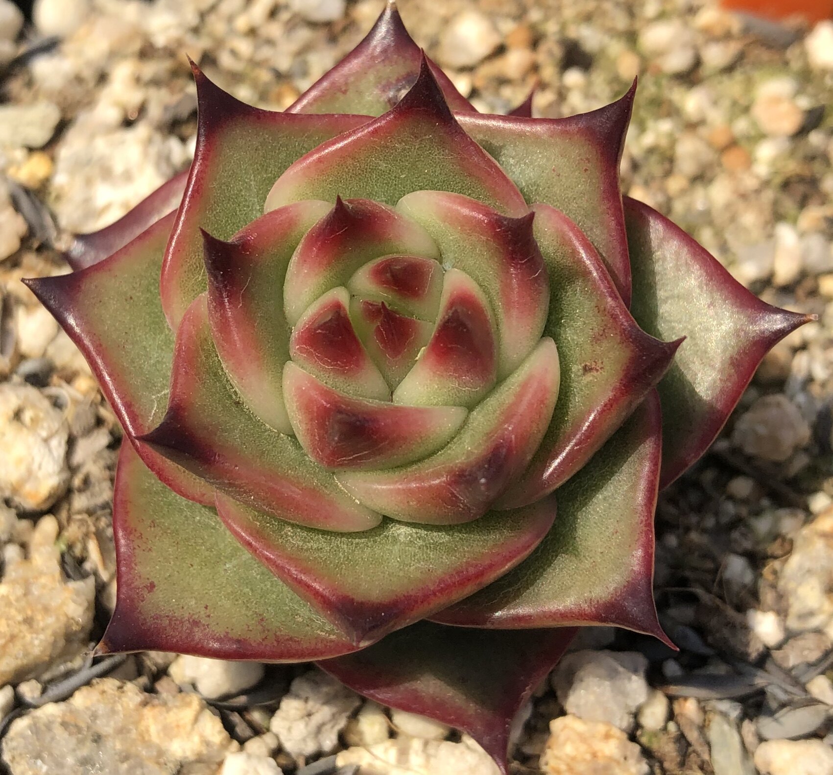 【花沐多肉】蓝龙  一物一拍韩国进口正版蓝龙