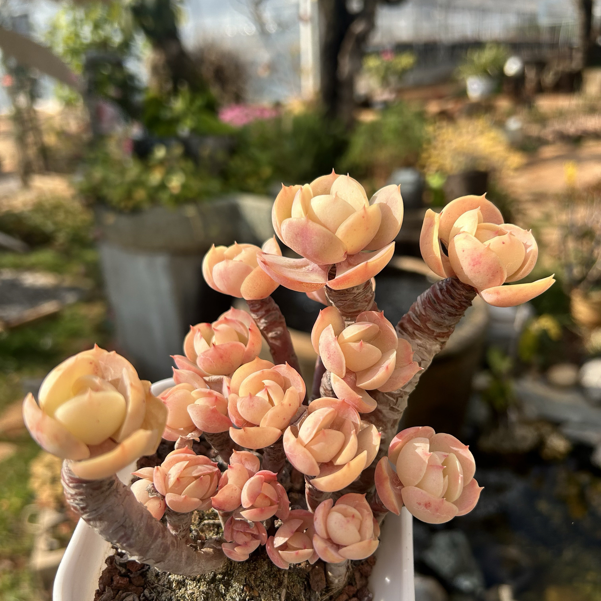 【勿拍,防下架】花沐多肉 桃花石 碧桃老桩