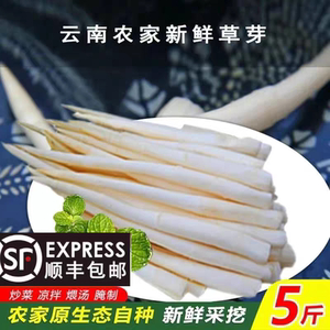 【顺丰包邮】云南特产建水草芽象牙菜新鲜蔬菜农家土特产品美食材