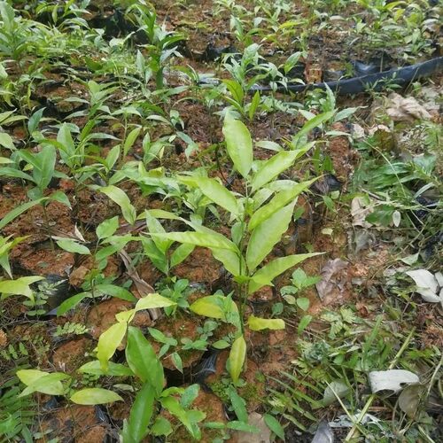 云南甜菜树苗带土培育雷公菜苗