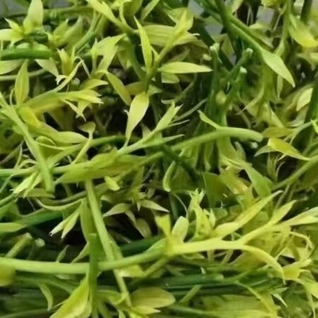 顺丰空运云南甜菜长蕊甜菜雷公菜