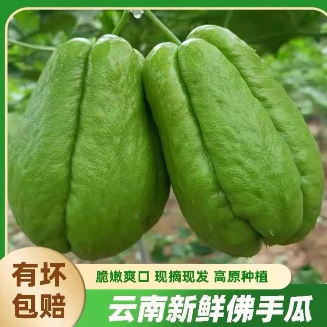 云南佛手瓜新鲜现摘丰收瓜嫩洋丝瓜农家自种当季露天蔬菜产地直发