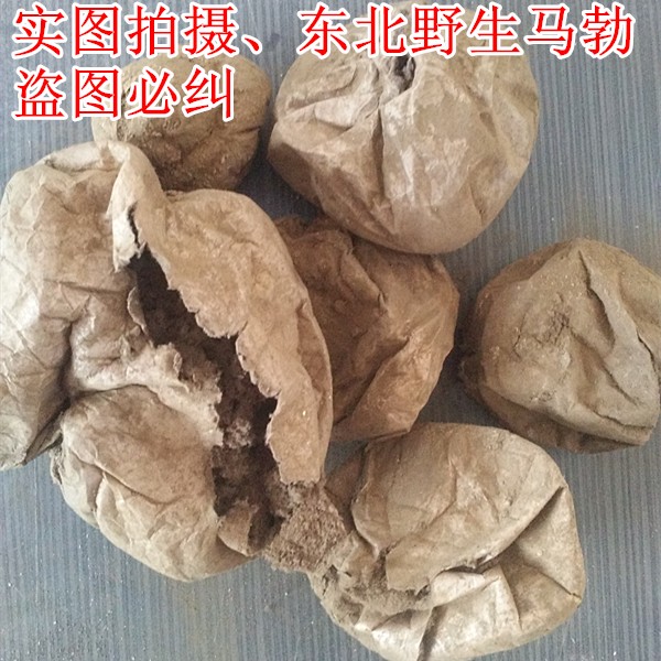 东北散包称重吉林野生马勃马