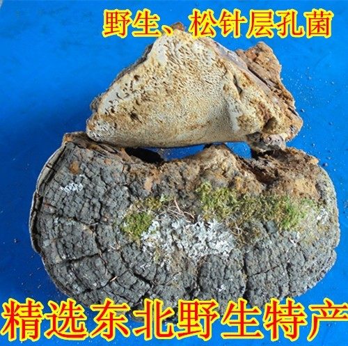 东北长白山灵芝类松针层孔菌 松树黄整个可加工片250克