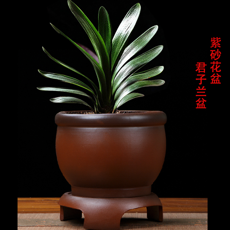 盆景盆紫砂君子兰新款绿萝海棠