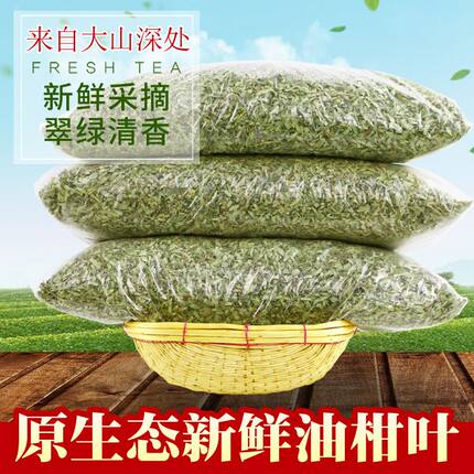 广西油柑叶枕头叶牛甘叶柑子叶提神醒脑叶枕头芯油甘叶