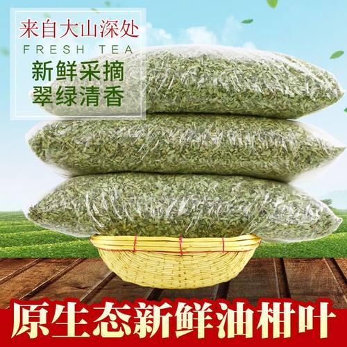 广西油柑叶枕头叶牛甘叶柑子叶提神醒脑叶枕头芯油甘叶