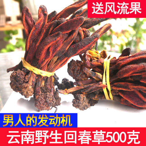 草苁蓉云南中药材回春草不老草