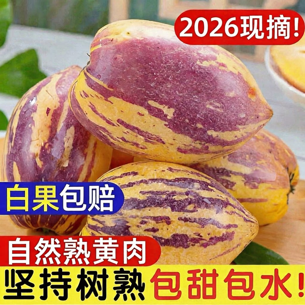 甘肃民勤人参果沙漠树上熟黄果黄肉新鲜水果低糖多汁现摘黄人参果