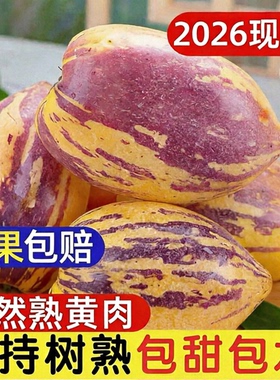 甘肃民勤人参果沙漠树上熟黄果黄肉新鲜水果低糖多汁现摘黄人参果