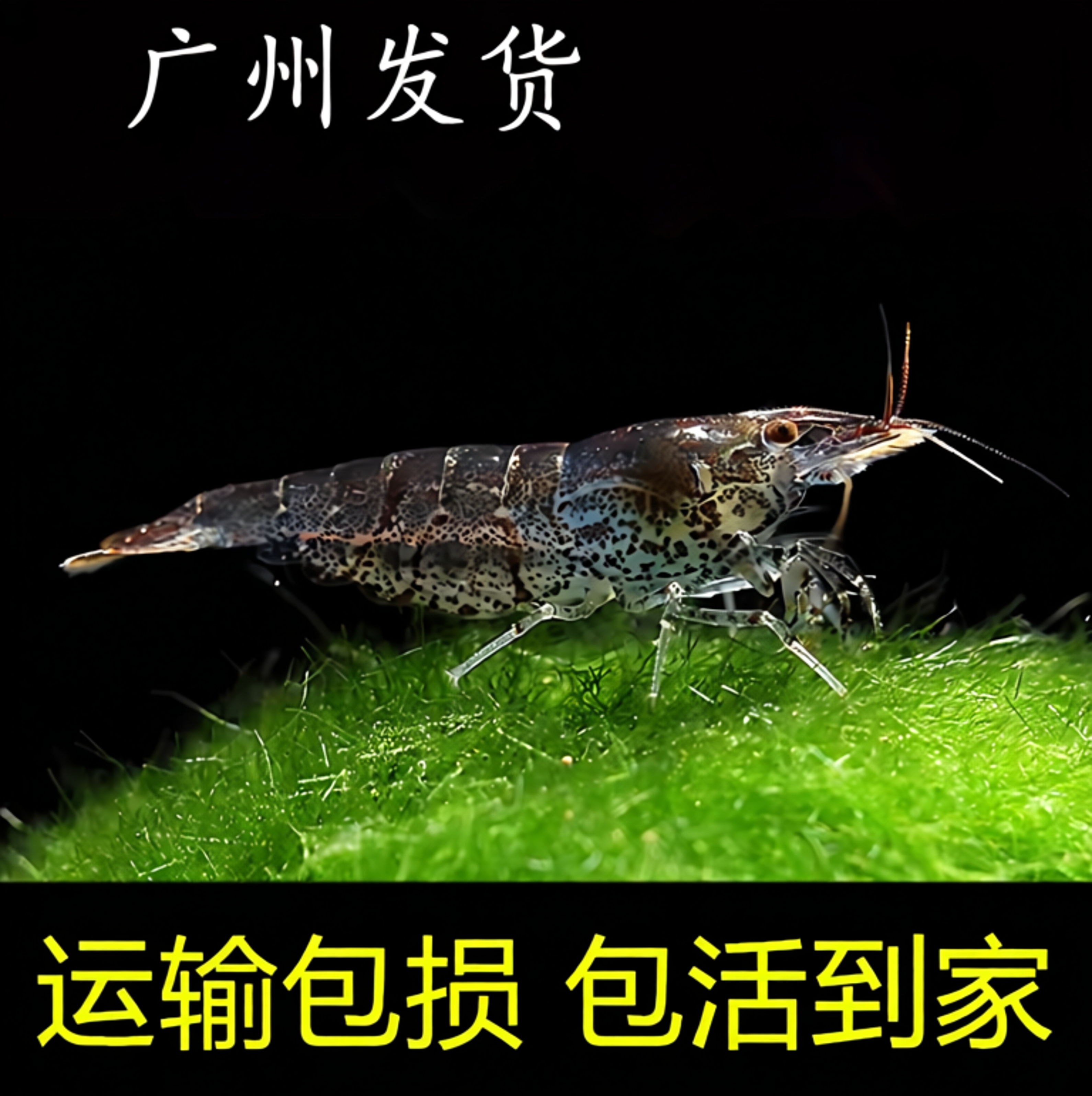 广州人工饲养除藻黑壳虾鲜活观赏虾苗喂鱼喂龟鱼缸虾草虾活体宠物