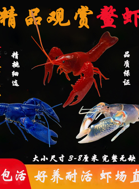 鳌虾观赏虾小龙虾苗好养耐活冷水虾淡水虾鱼缸虾火山原生天空蓝魔