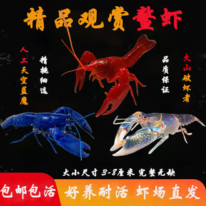 鳌虾观赏虾小龙虾苗好养耐活冷水虾淡水虾鱼缸虾火山原生天空蓝魔