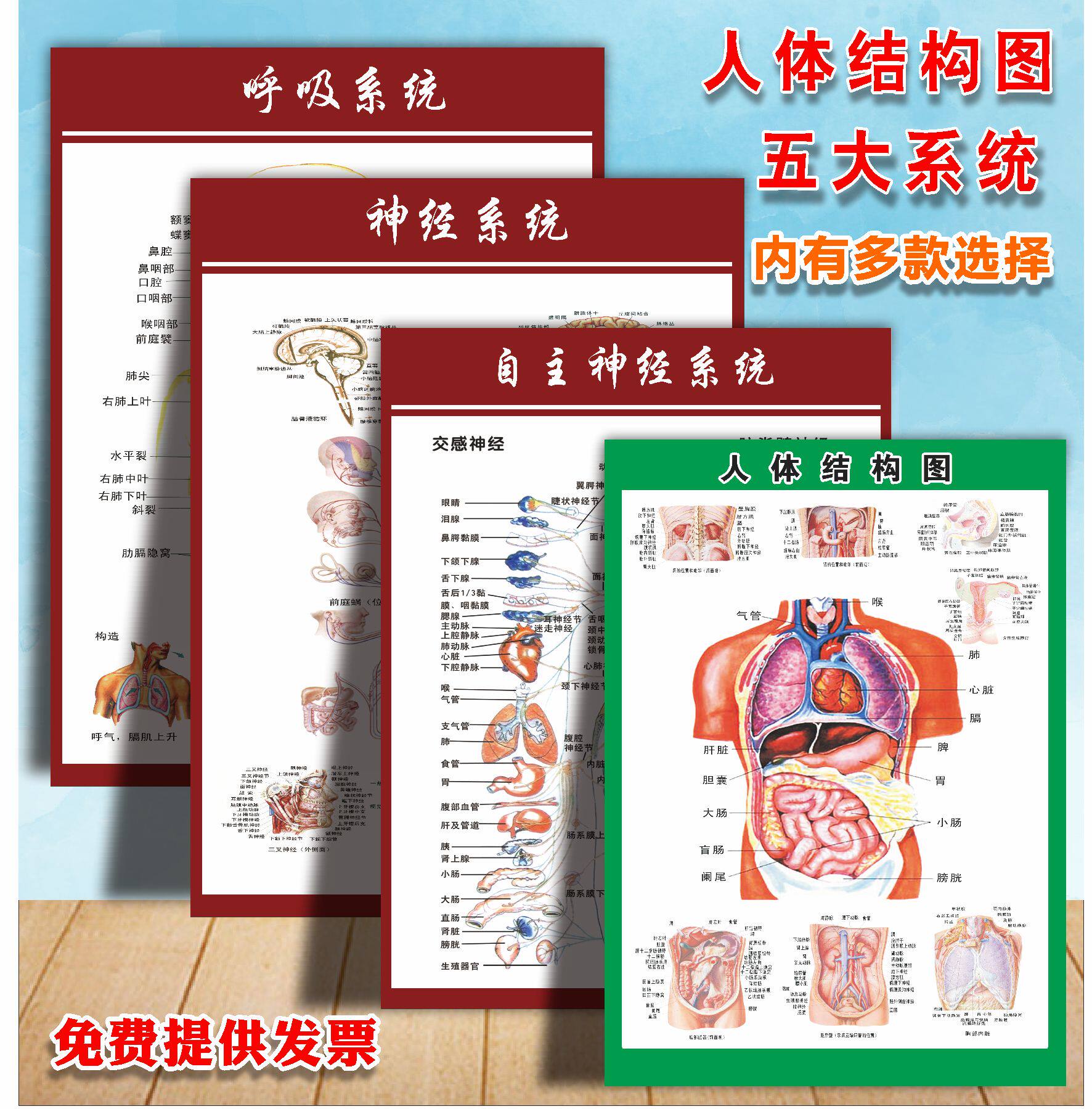 医学医院骨伤科人体结构图五大系统解剖图肌肉与骨骼海报贴纸挂图
