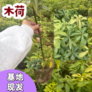 木荷树苗荷木苗木艾树绿化造林苗正品老桩防火树种山地绿专用