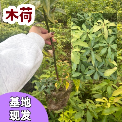 木荷树苗荷木苗木艾树绿化造林苗正品老桩防火树种山地绿专用
