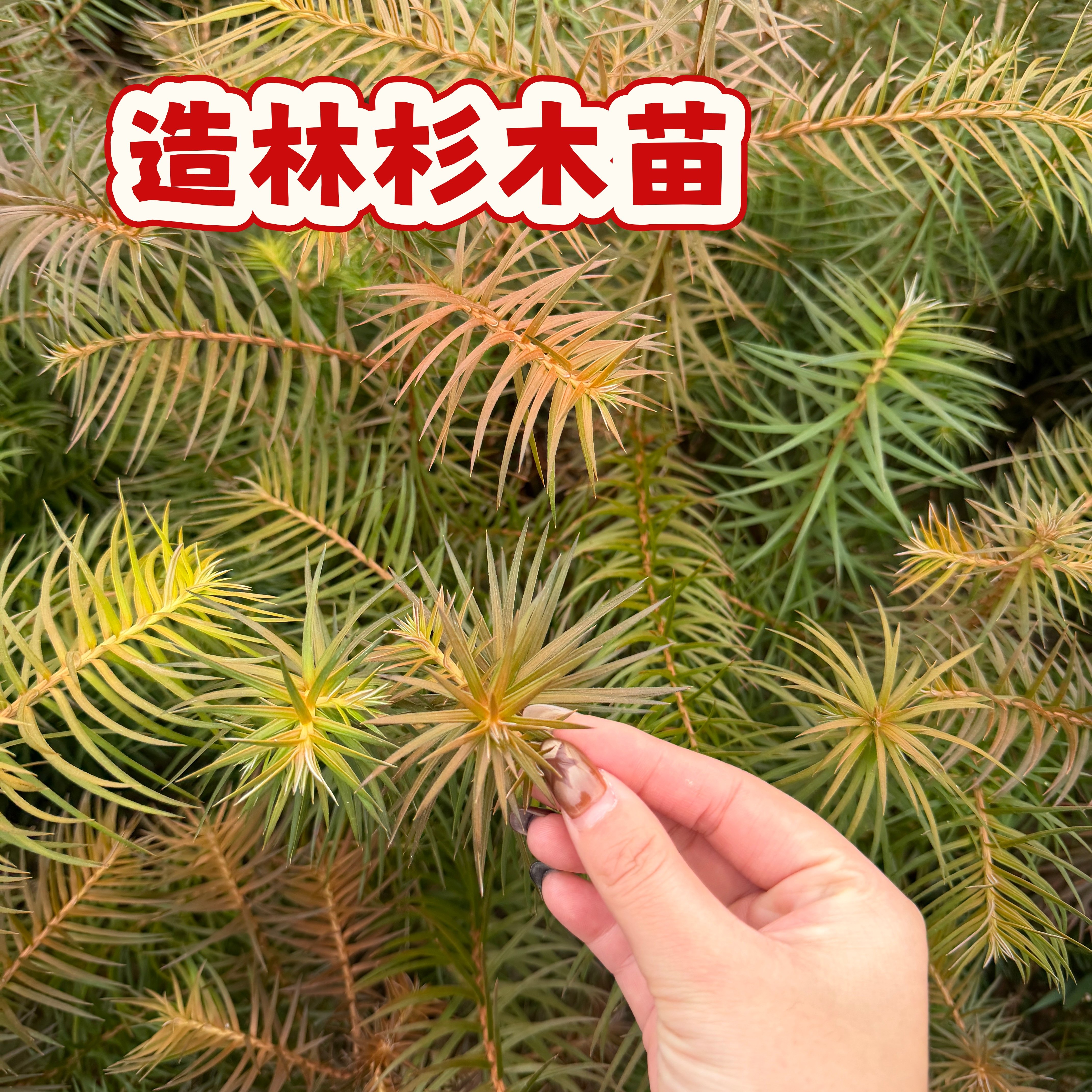建筑用材杉木树苗 干形通直易加工 良种培育 造林绿化工程苗